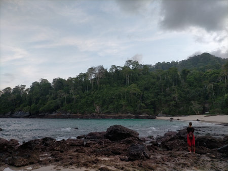 Beach forest rock