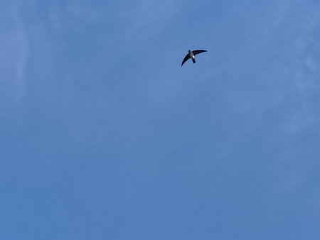 Bird blue sky