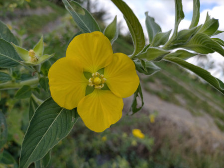 beauty flower leaves