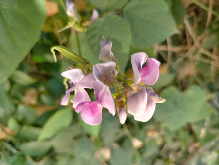 beauty flower foliage