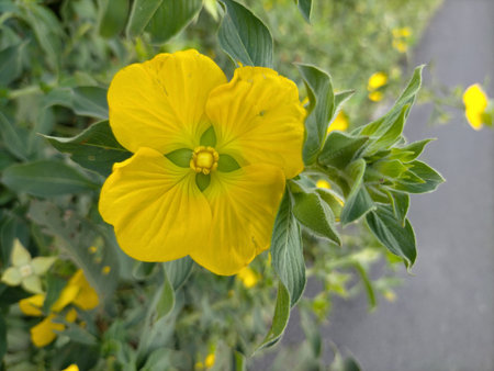 beuaty flower leaves