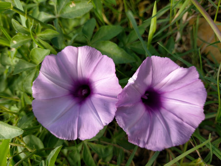 beauty flower foliage