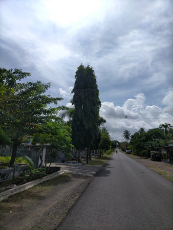 Tropical beach trees
