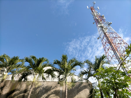 Palm trees tower sky