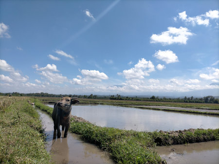 Buffalo rice field