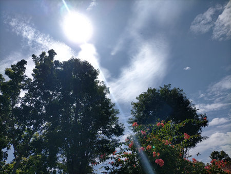 blue sky trees foliage