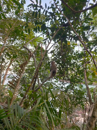 Monkey sitting tree