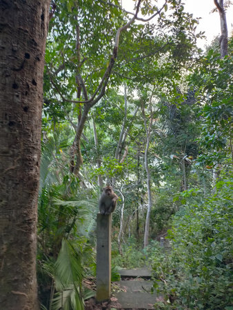 Monkey forest path