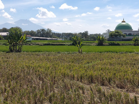 Grass field grain