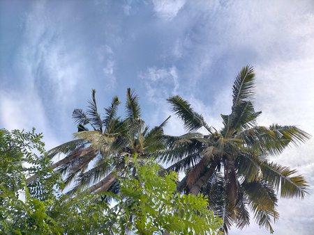 blue sky trees foliage