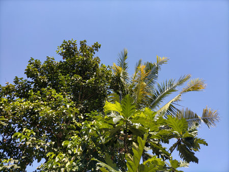 Leaves sunlight sky