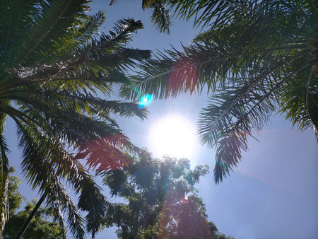 Leaves sunlight sky