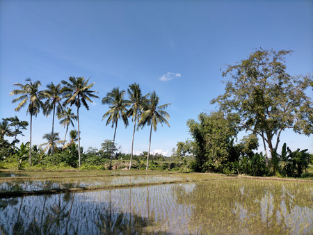 Tree field water