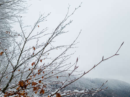 Frozen tree branches in winterの写真素材