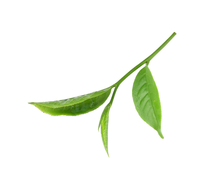Green tea leaf isolated on whiteの写真素材