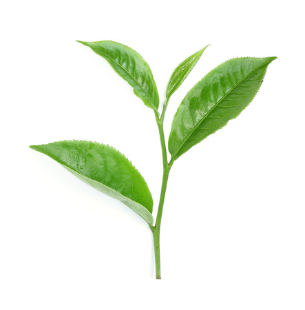 Green tea leaf isolated on whiteの写真素材