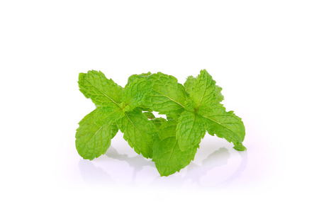 mint leaves on the white backgroundの写真素材