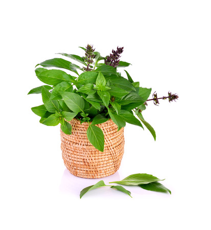 Sweet Basil on white backgroundの写真素材