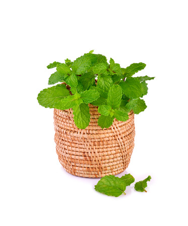 mint leaves on the white backgroundの写真素材