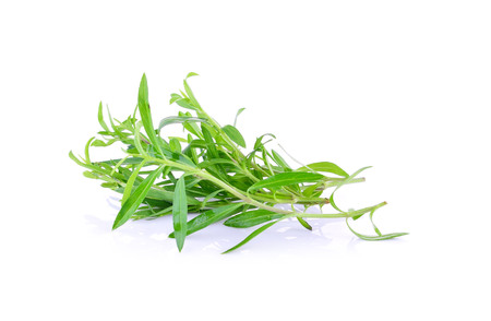 Tarragon herbs on white backgroundの写真素材