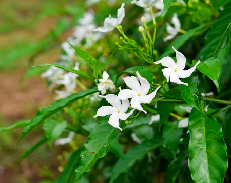Ervatamia a favorable flowerの写真素材