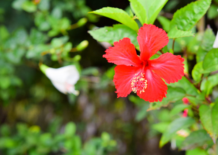 Hibiscus rosa-sinensisの写真素材