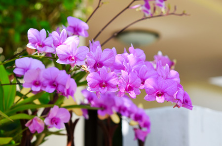pink orchid phalaenopsis. Bouquet of flowers orchids.の写真素材