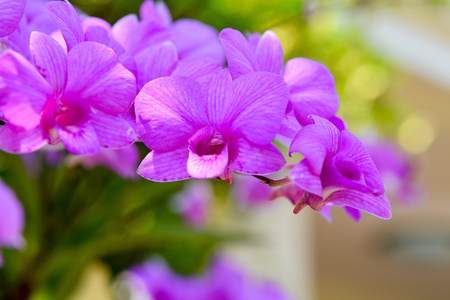 pink orchid phalaenopsis. Bouquet of flowers orchids.の写真素材