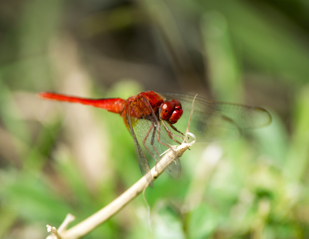 Red dragonflyの写真素材