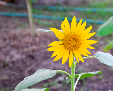 sun flowerの写真素材