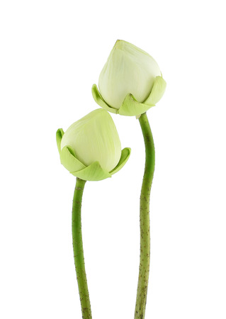 lotus flower isolated on whiteの写真素材
