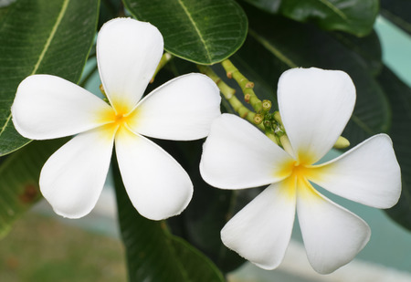 Frangipani flowersの写真素材
