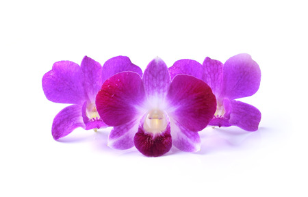purple orchid isolated on white backgroundの写真素材