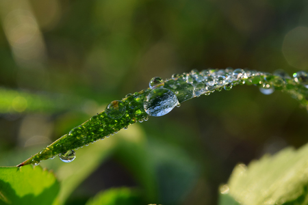 Fresh grass with dew dropsの写真素材