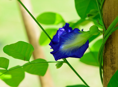 Butterfly pea ( Clitoria ternatea L. ) on white background.の写真素材