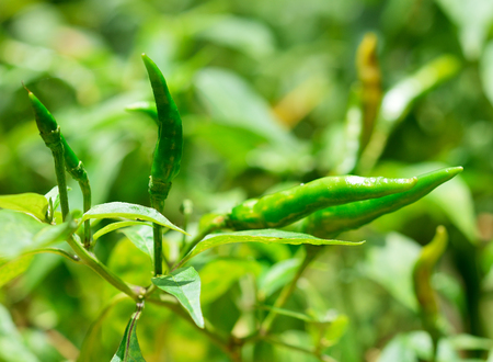 chili pepper on a white backgroundの写真素材