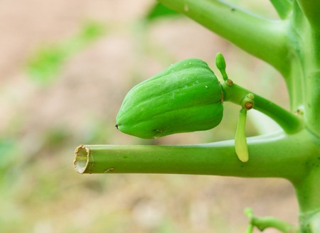 Papaya fruit on white backgroundの写真素材
