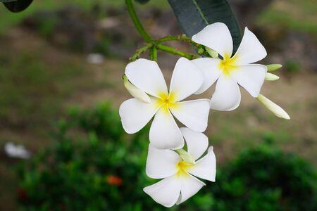 plumeria flowersの写真素材