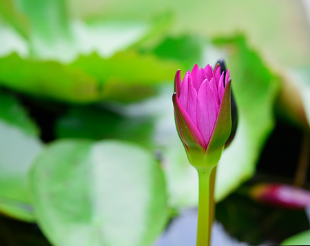 Lotus flowerの写真素材