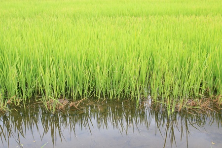 rice fieldの写真素材