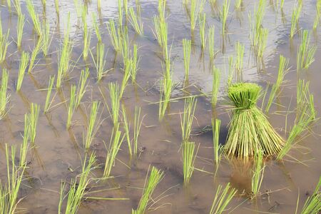 rice fieldの写真素材