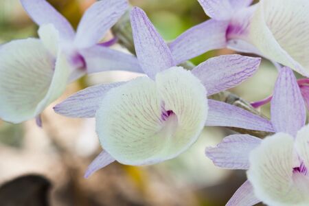 White edge purple color rosy beautiful orchidsの写真素材