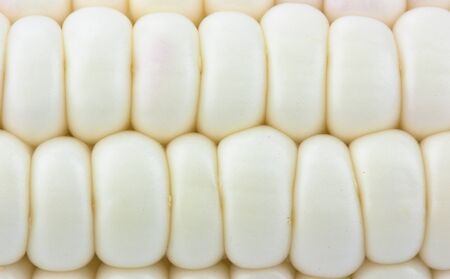 Corn  background  textureの写真素材