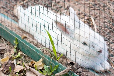 little white rabbit in a zooの写真素材
