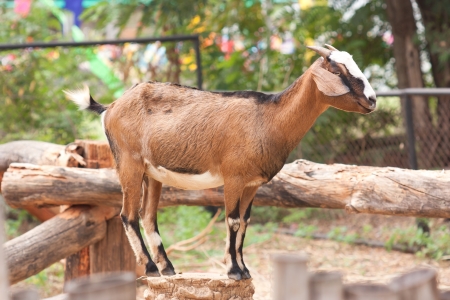 Close up goat in the farmの写真素材
