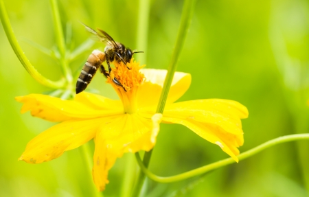 Bee on yellow flower in the parkの写真素材