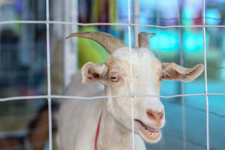 Cute young white goat in pen behind fence on farm