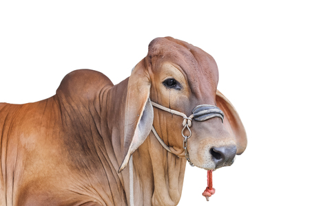 Beef cattle isolateの写真素材