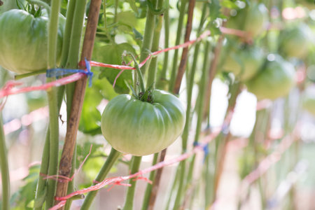 green tomatoes growing in plant