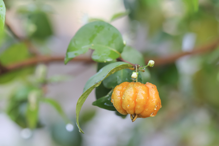 Surinam Cherry Fruitの写真素材